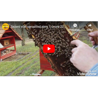 Sezení včel uprostřed zimy 1.2. 2020