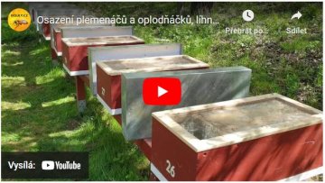 Osazení plemenáčů a oplodňáčků, líhnutí matek, tvorba smetence 9.5. 2021