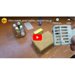 Chov matek, první vajíčka, značení matky, 11.5.2020