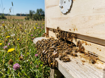 Včelí loupež (Robbing behavior): Fakultativní kleptoparazitismus u Apis mellifera