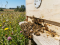 Včelia lúpež (Robbing behavior): Fakultatívny kleptoparazitizmus u Apis mellifera