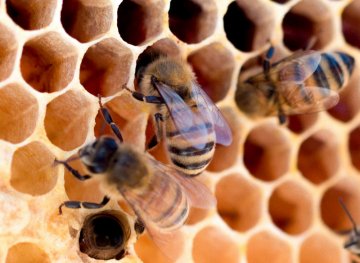 Medzistena ako bioindikátor: Čítanie dynamiky včelstva z voskového diela