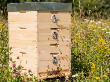 Agrese vs. mírnost: Komplexní analýza obranného chování včelstva