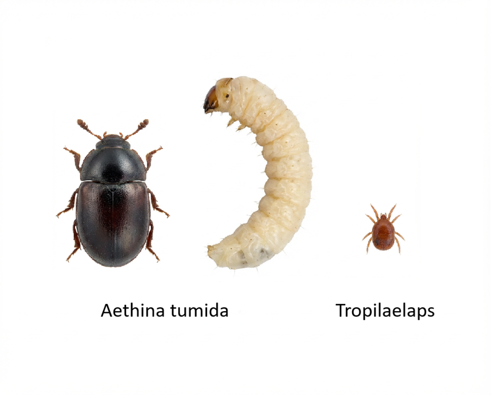 Lesknáček úlový, roztoč tropilaelaps